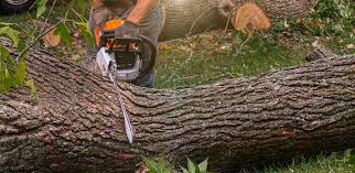 Best Tree Removal  in Portland, ME