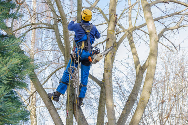 How Our Tree Care Process Works  in  Portland, ME